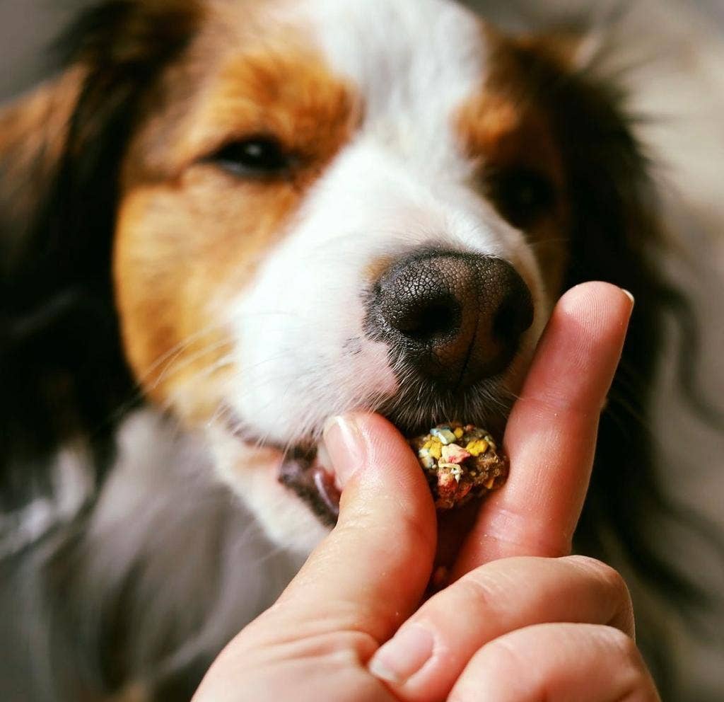 Friandises croquantes dinde et sardine