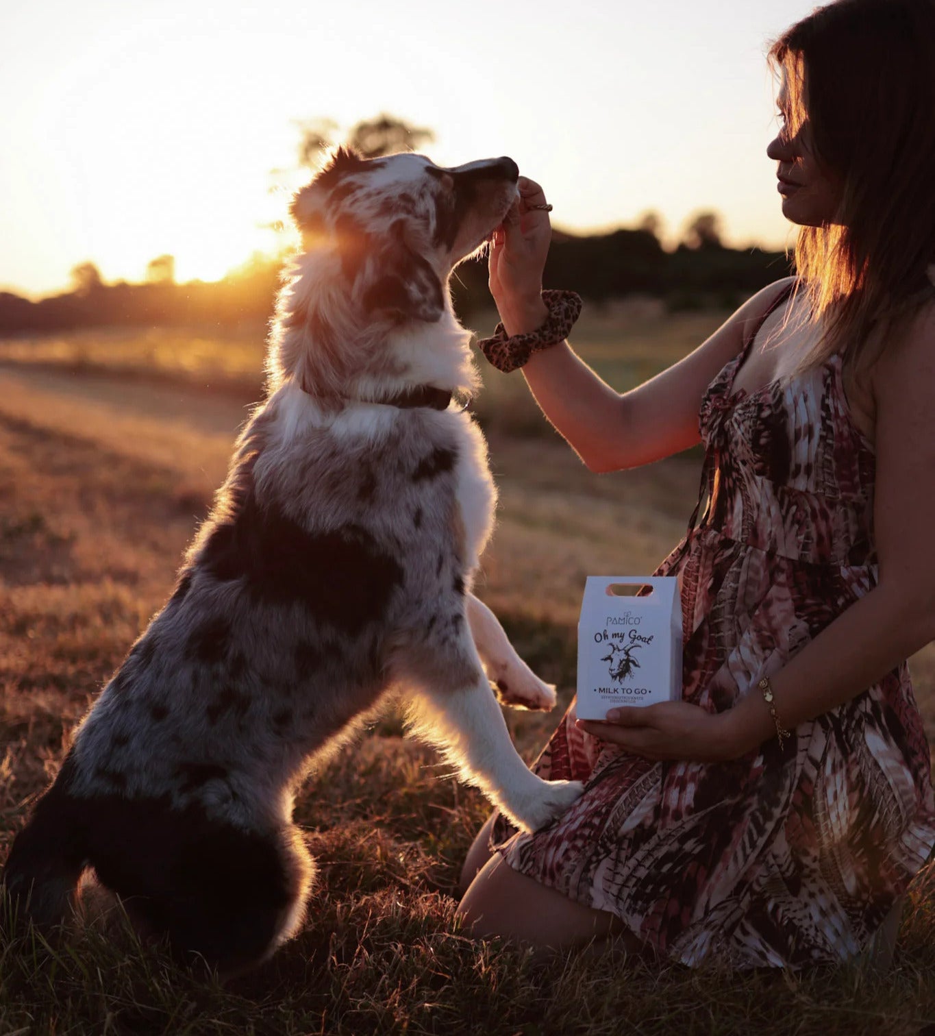 Lait de chèvre lyophilisé pour chiens et chats
