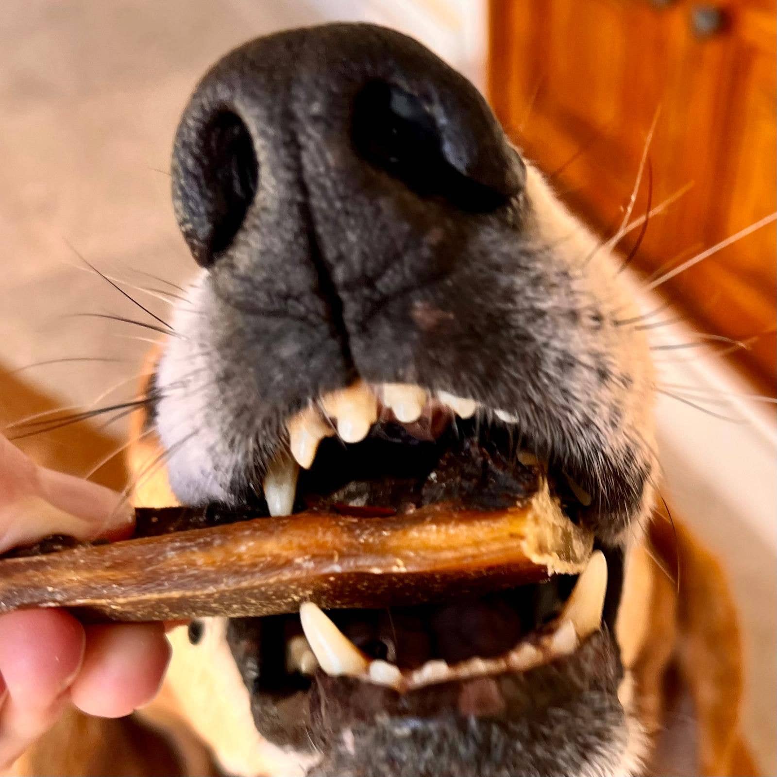 Intestins de porc séchés pour chiens