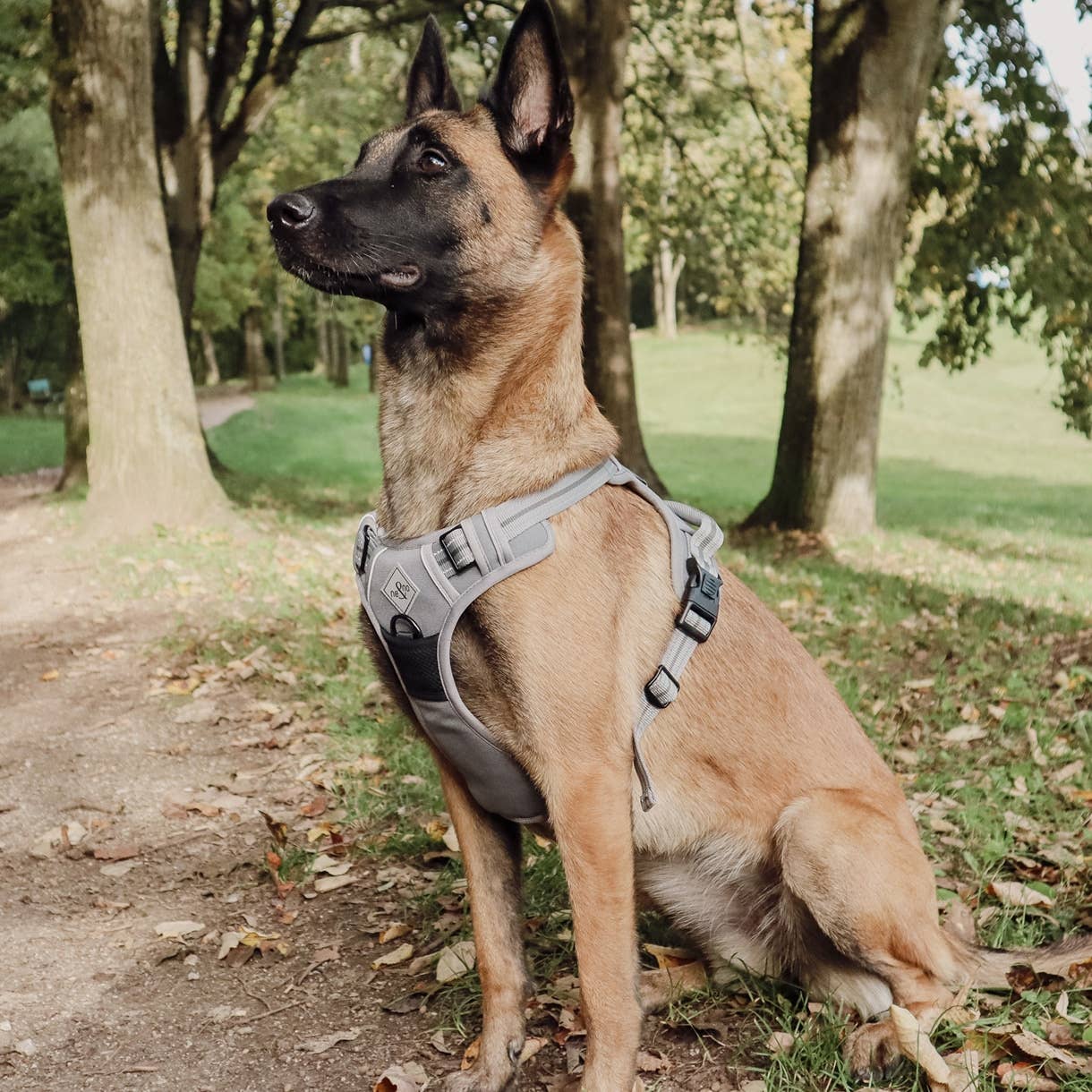 Harnais réfléchissant anti-traction