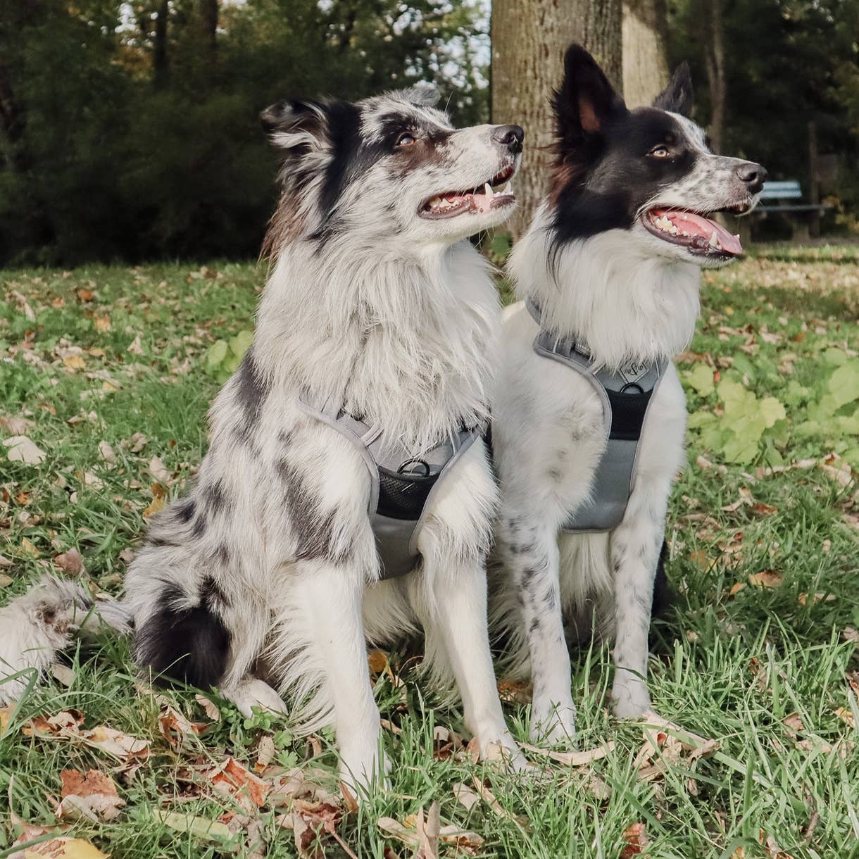 Harnais réfléchissant anti-traction