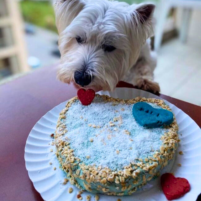 Coffret gâteau au poulet à cuire pour chiens