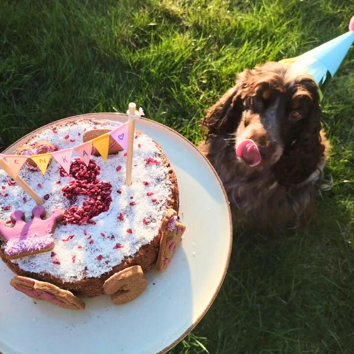 Coffret gâteau au poulet à cuire pour chiens