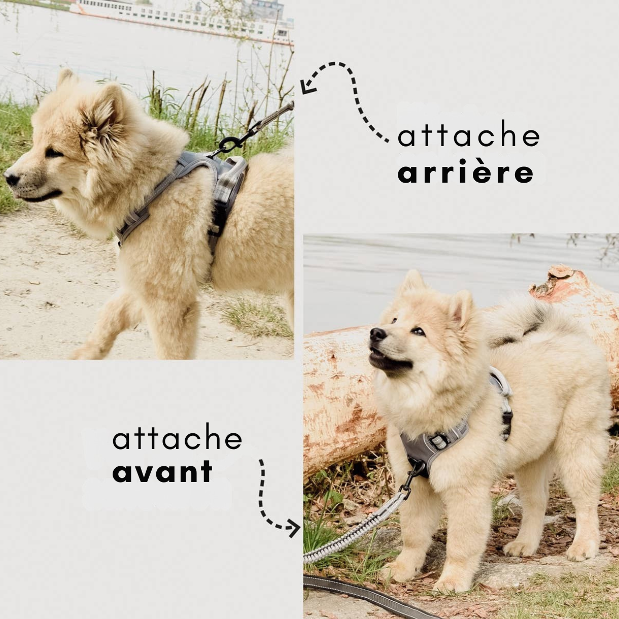 Harnais réfléchissant anti-traction