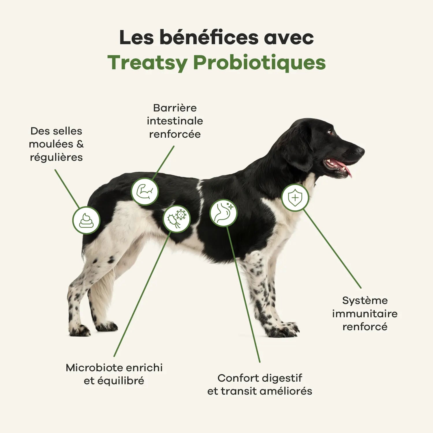 Bouchées moelleuses probiotiques – 30 pièces