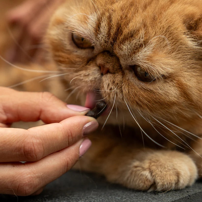Bouchées moelleuses anti-stress – 120 pièces