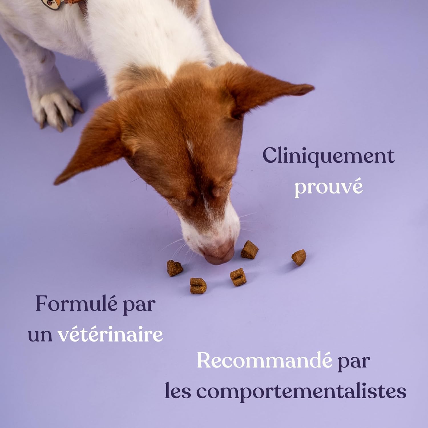 Complément alimentaire anti-stress pour chiens