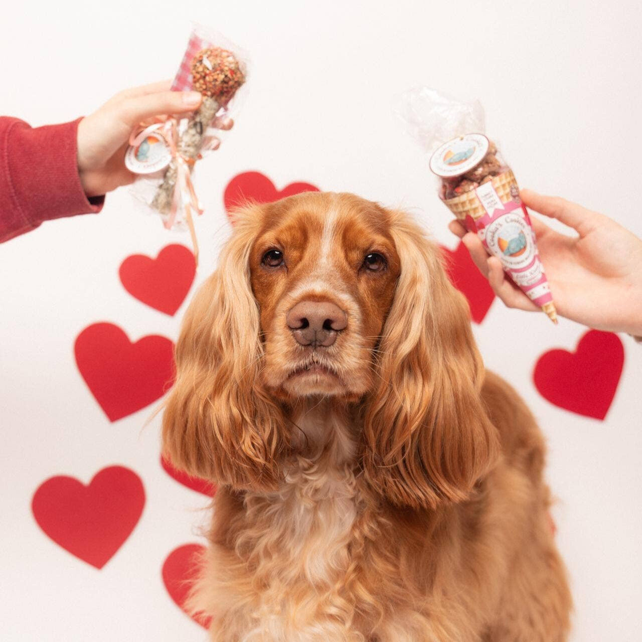 Cornet de friandises dinde et thon pour chiens