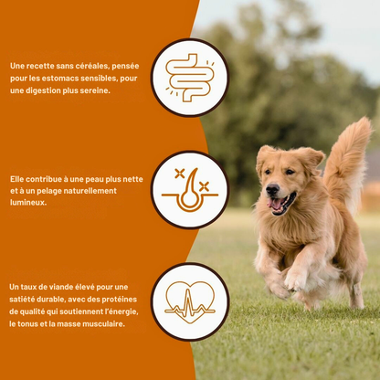 Croquettes au bœuf Angus pour chiens adultes