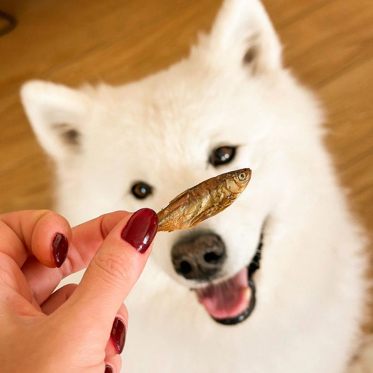 Petits poissons séchés pour chiens et chats