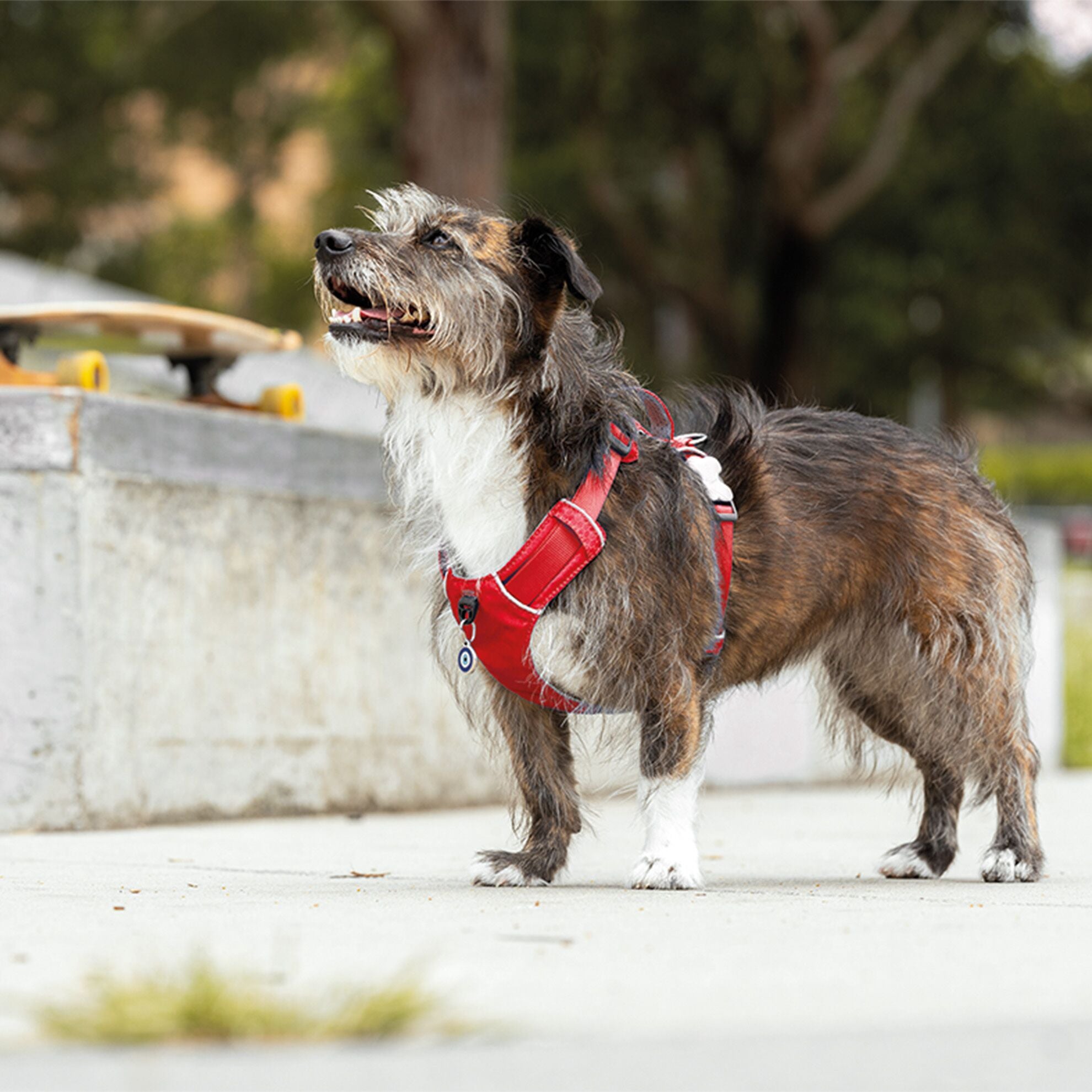 Harnais de sport rouge pour chiens