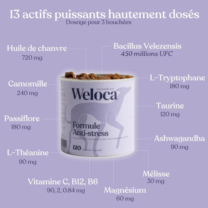 Complément alimentaire anti-stress pour chiens