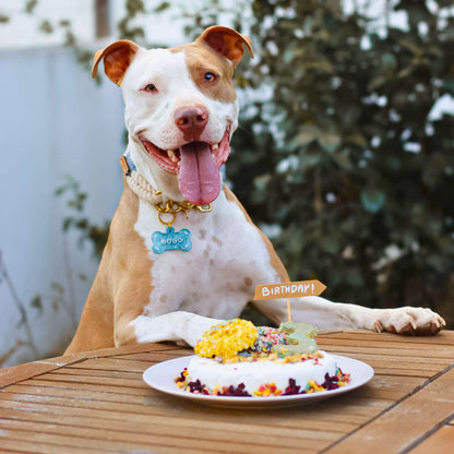 Coffret gâteau au krill à cuire pour chiens