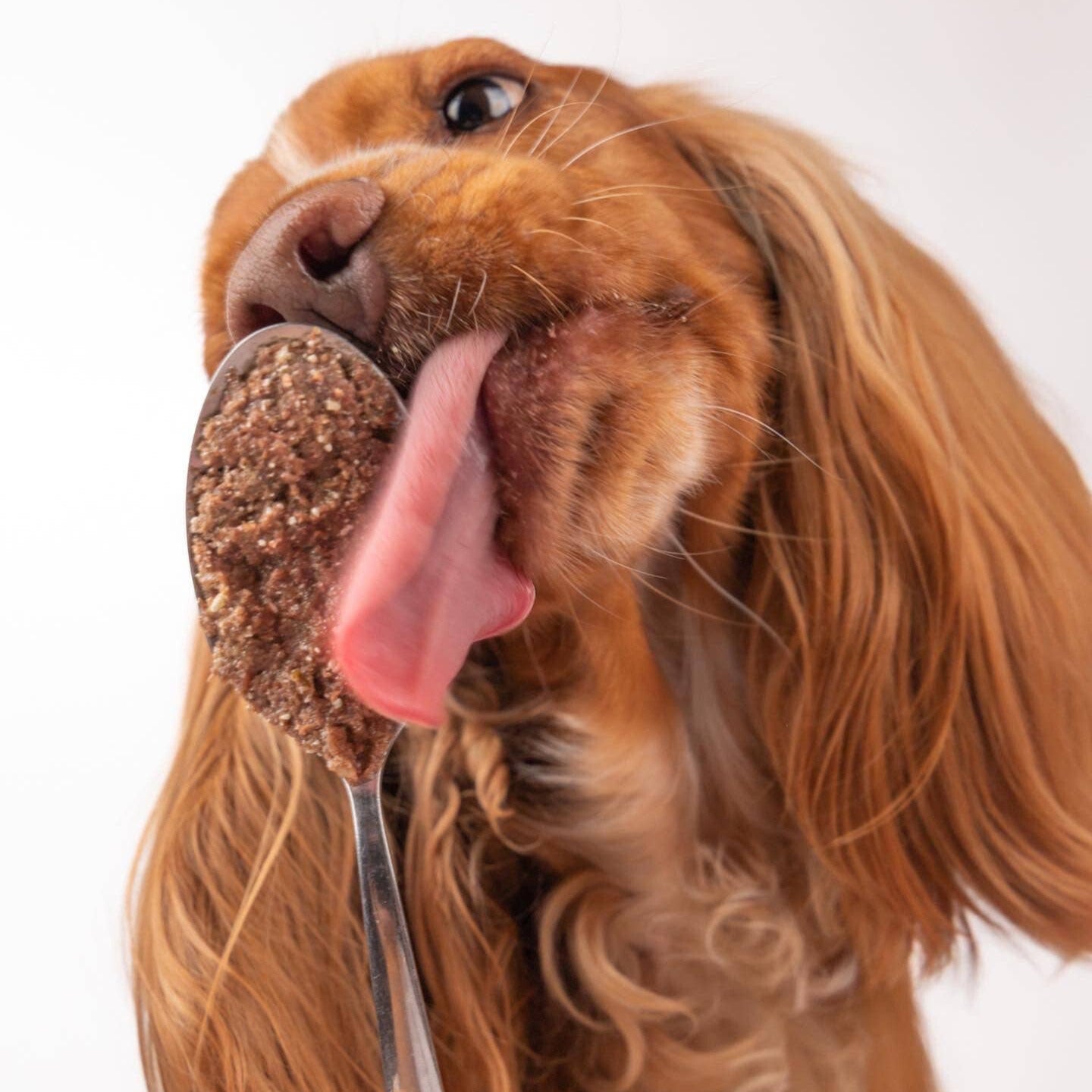 Pâté au canard frais avec patates douces et citrouille