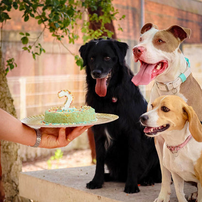 Coffret gâteau au krill à cuire pour chiens