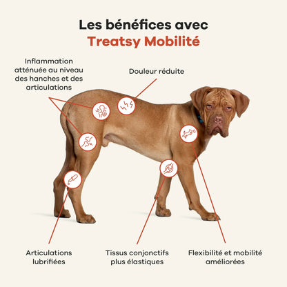Complément alimentaire mobilité pour chiens