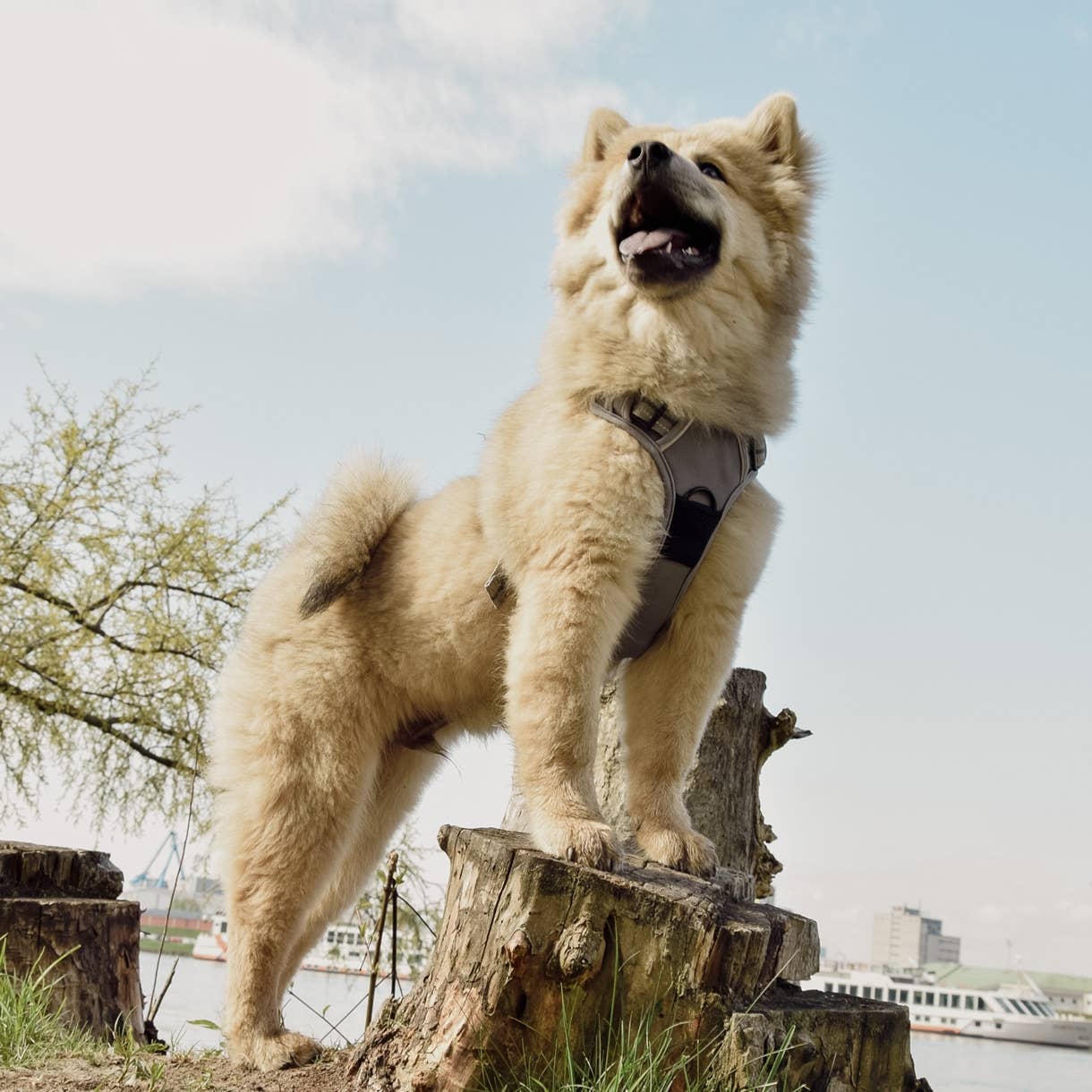 Harnais réfléchissant anti-traction